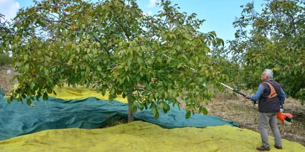 Don afetinin zararı %100’e ulaştı: 2400 tonluk üretim 24 tona kadar geriledi! 4